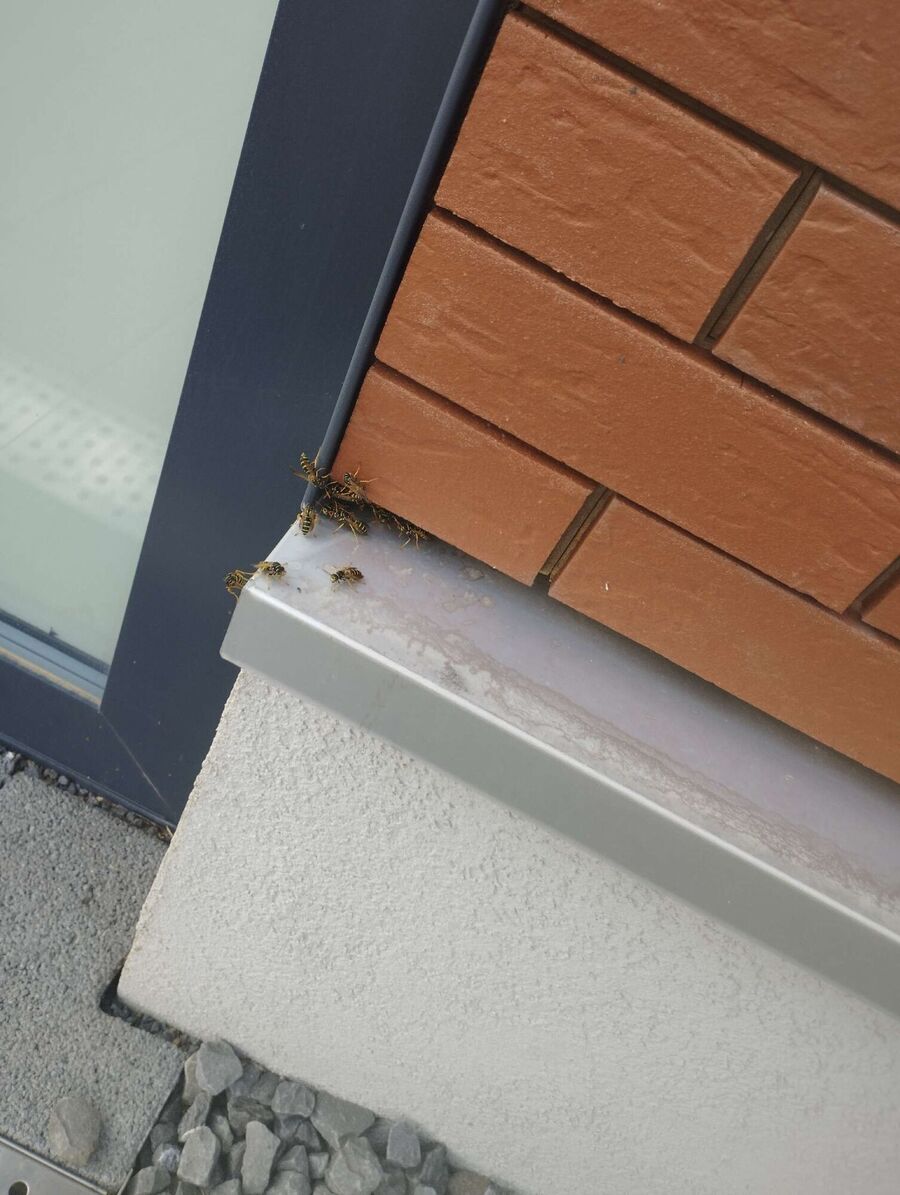 exterminateur d insectes a-Bioley-Magnoux.jpg