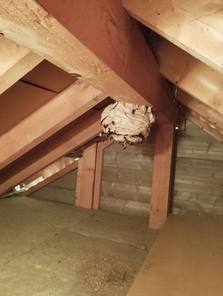 exterminateur d insectes a-Bofflens.jpg