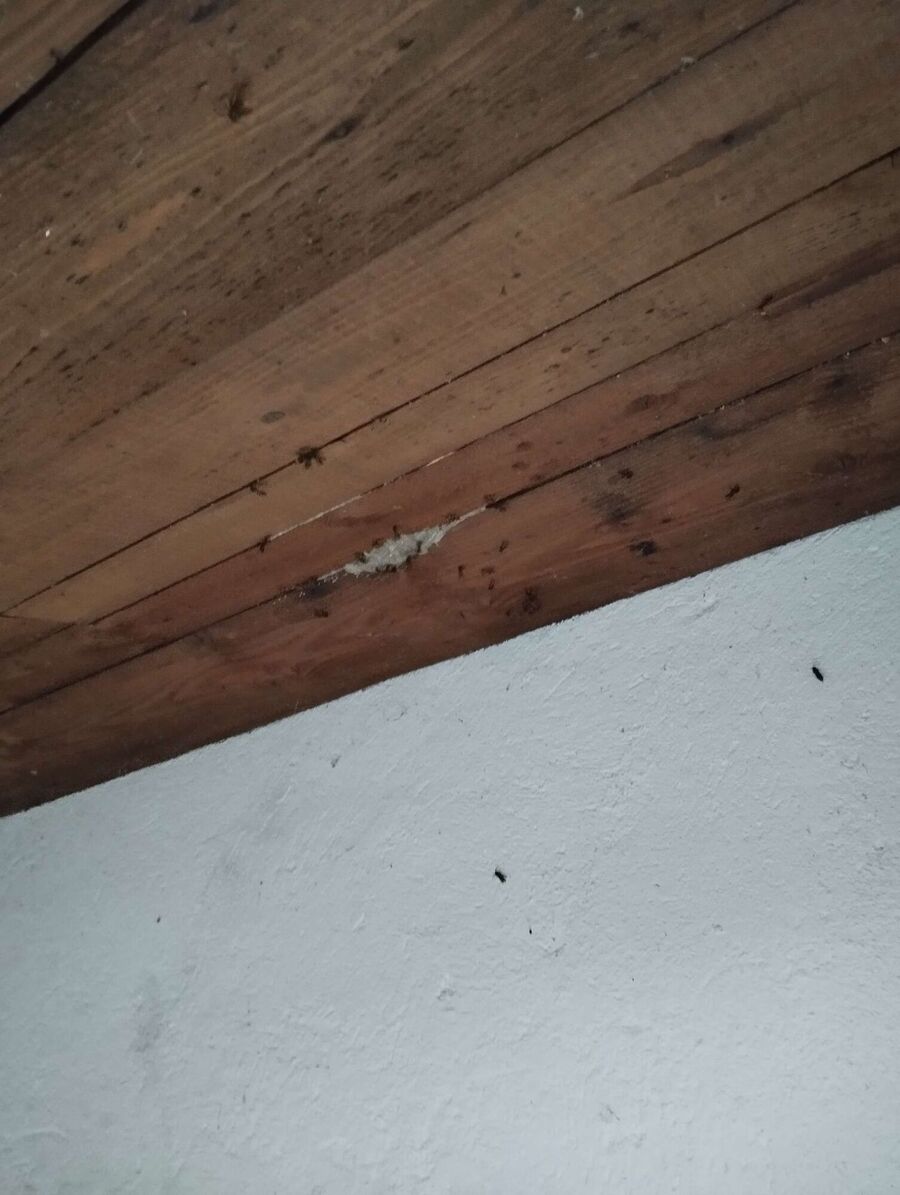 exterminateur d insectes a-Bogis-Bossey.jpg