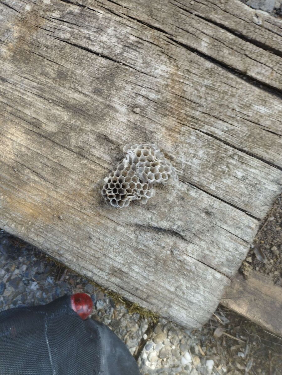 exterminateur d insectes a-Borex.jpg