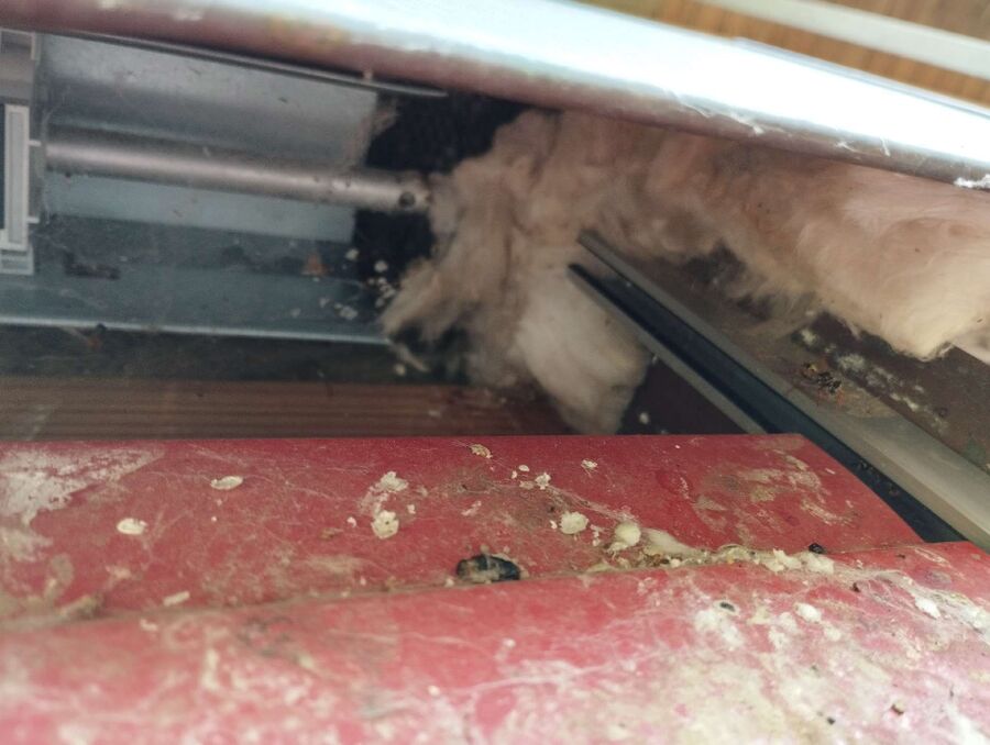 exterminateur d insectes a-Bottens.jpg