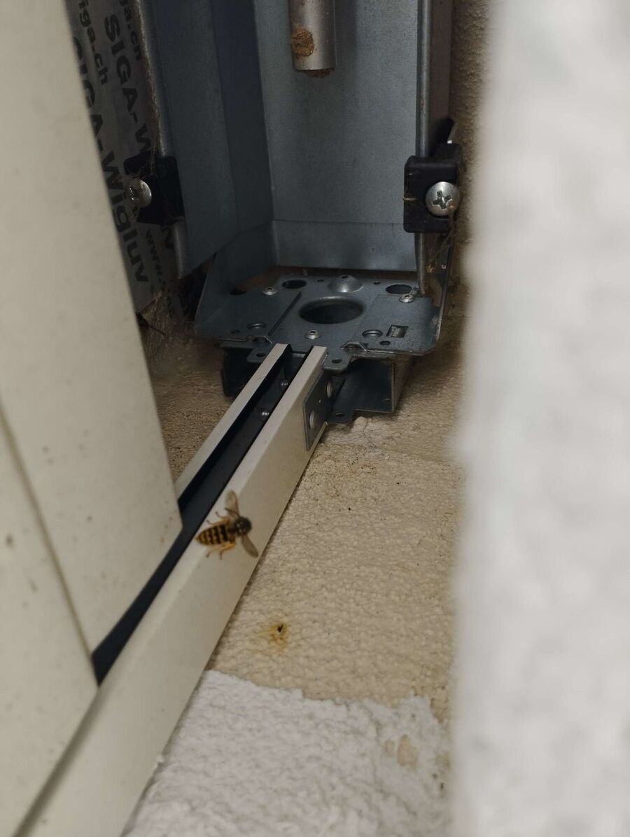 exterminateur d insectes a-Boulens.jpg