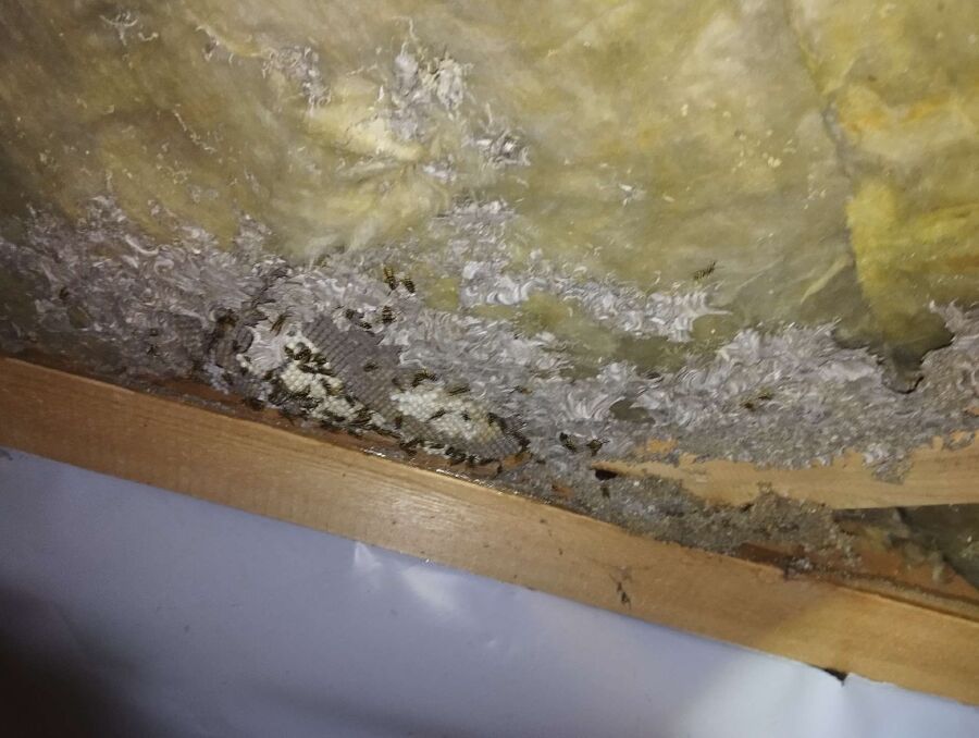 exterminateur d insectes a-Collex-Bossy.jpg