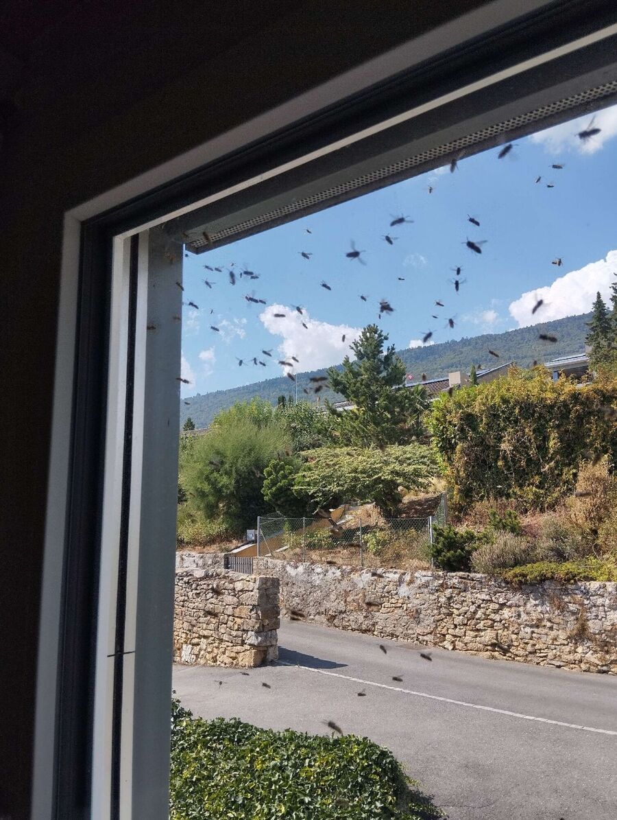 exterminateur d insectes a-Bournens.jpg