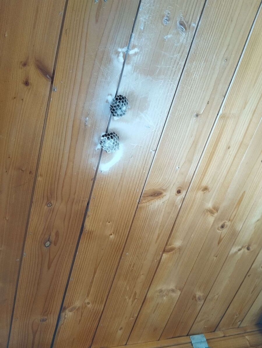 exterminateur d insectes a-Bremblens.jpg