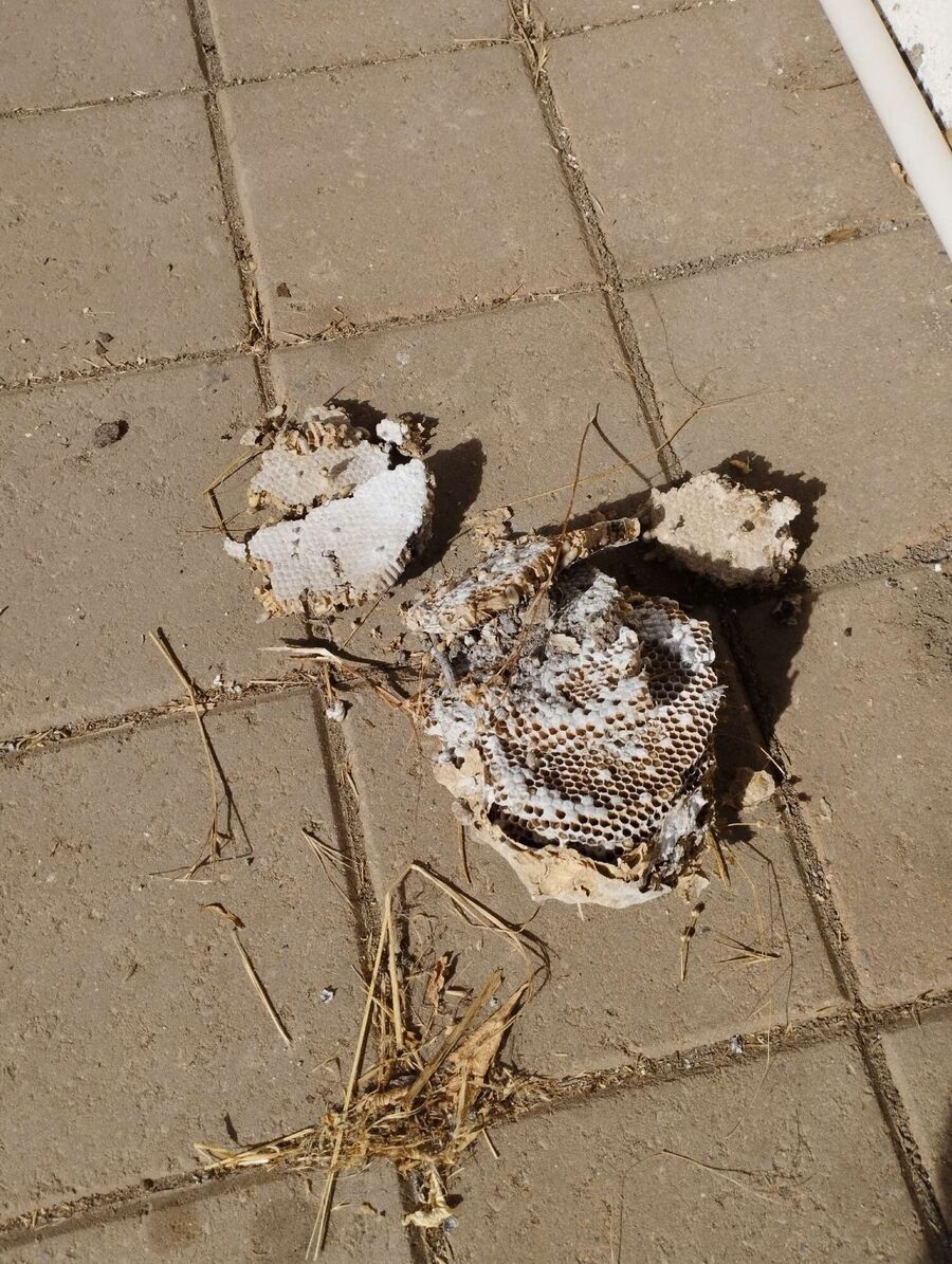 exterminateur d insectes a-Bursinel.jpg