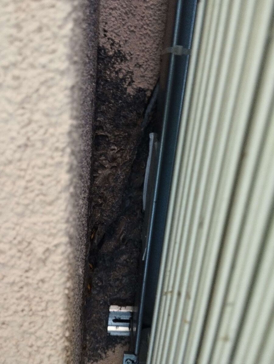 exterminateur d insectes a-Bursins.jpg