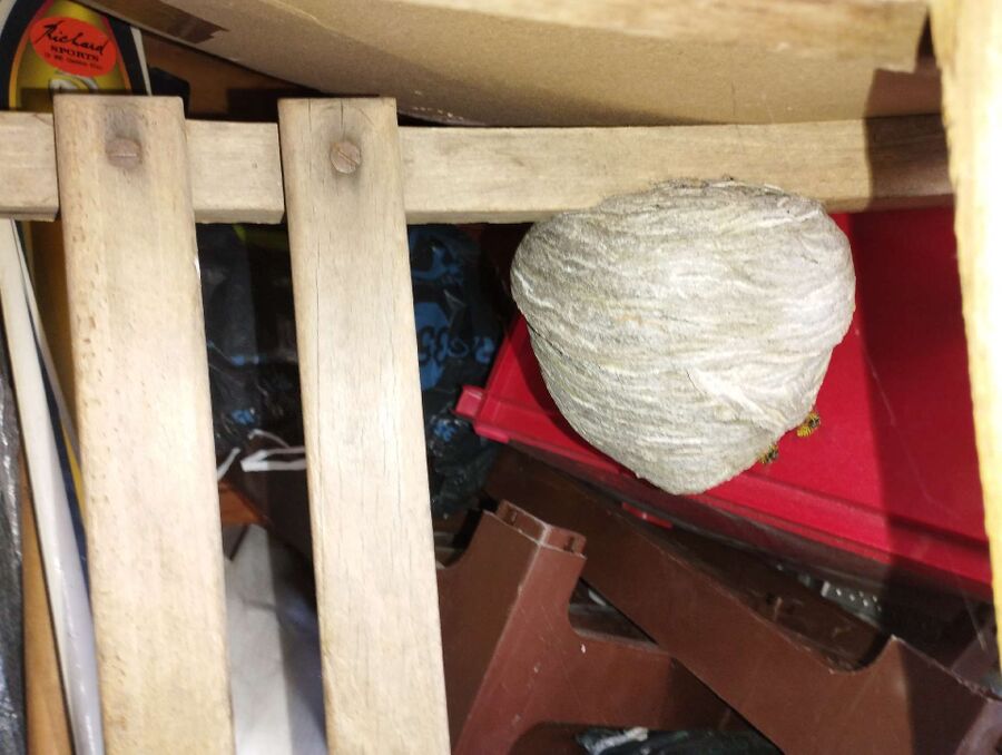 exterminateur d insectes a-Bussigny.jpg