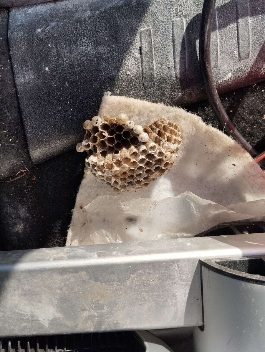 exterminateur d insectes a-Champagne.jpg