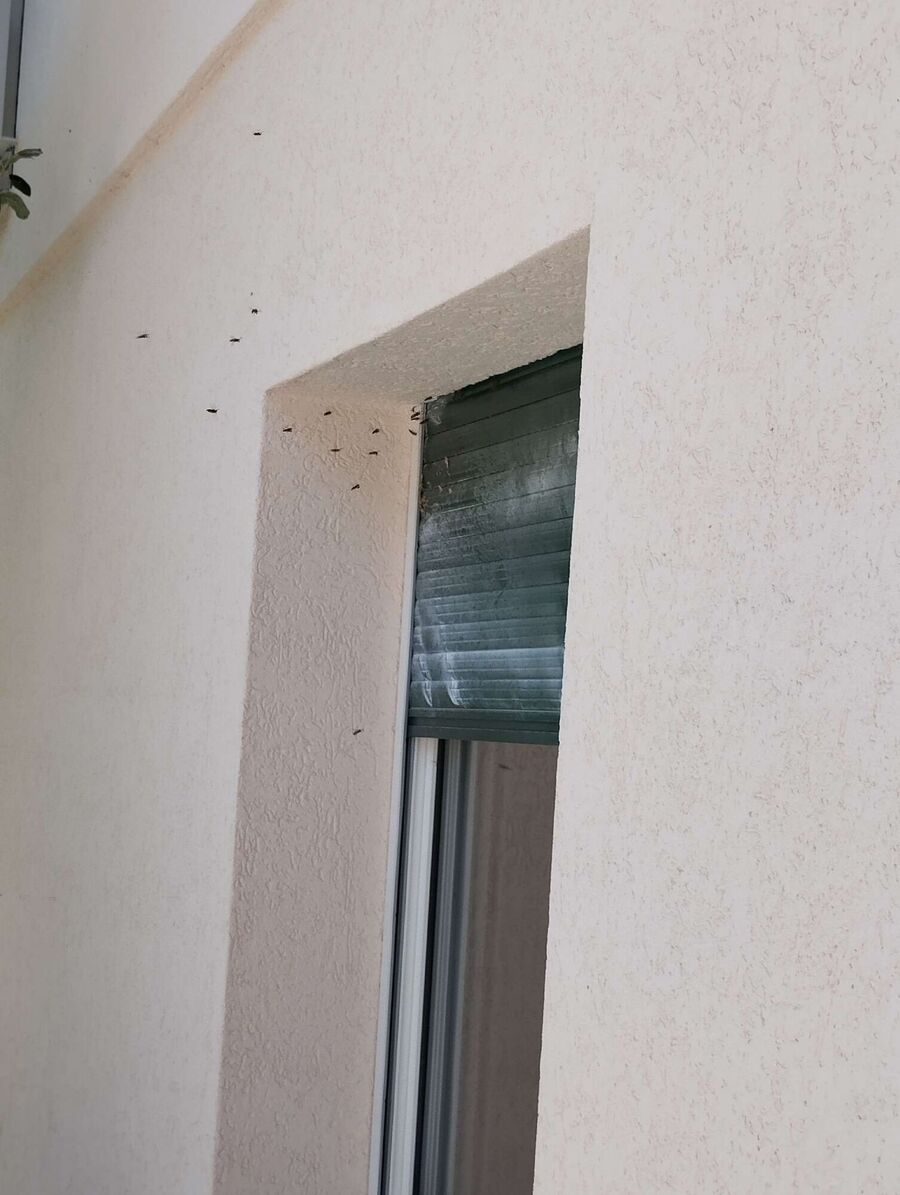 exterminateur d insectes a-Champtauroz.jpg