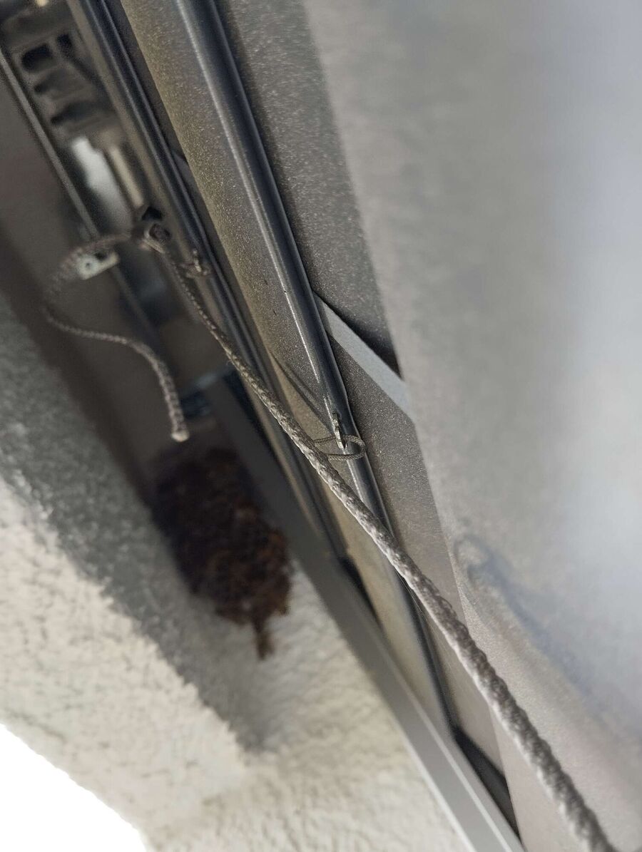 exterminateur d insectes a-Champvent.jpg