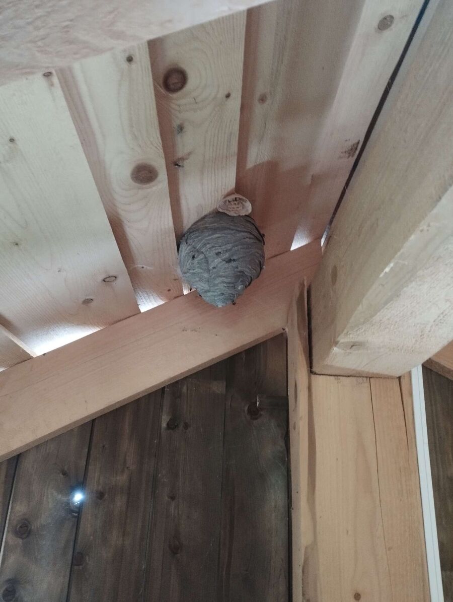 exterminateur d insectes a-Chavannes-des-Bois.jpg