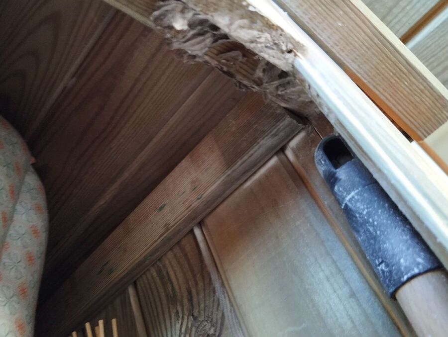 exterminateur d insectes a-Chavannes-le-Chêne.jpg