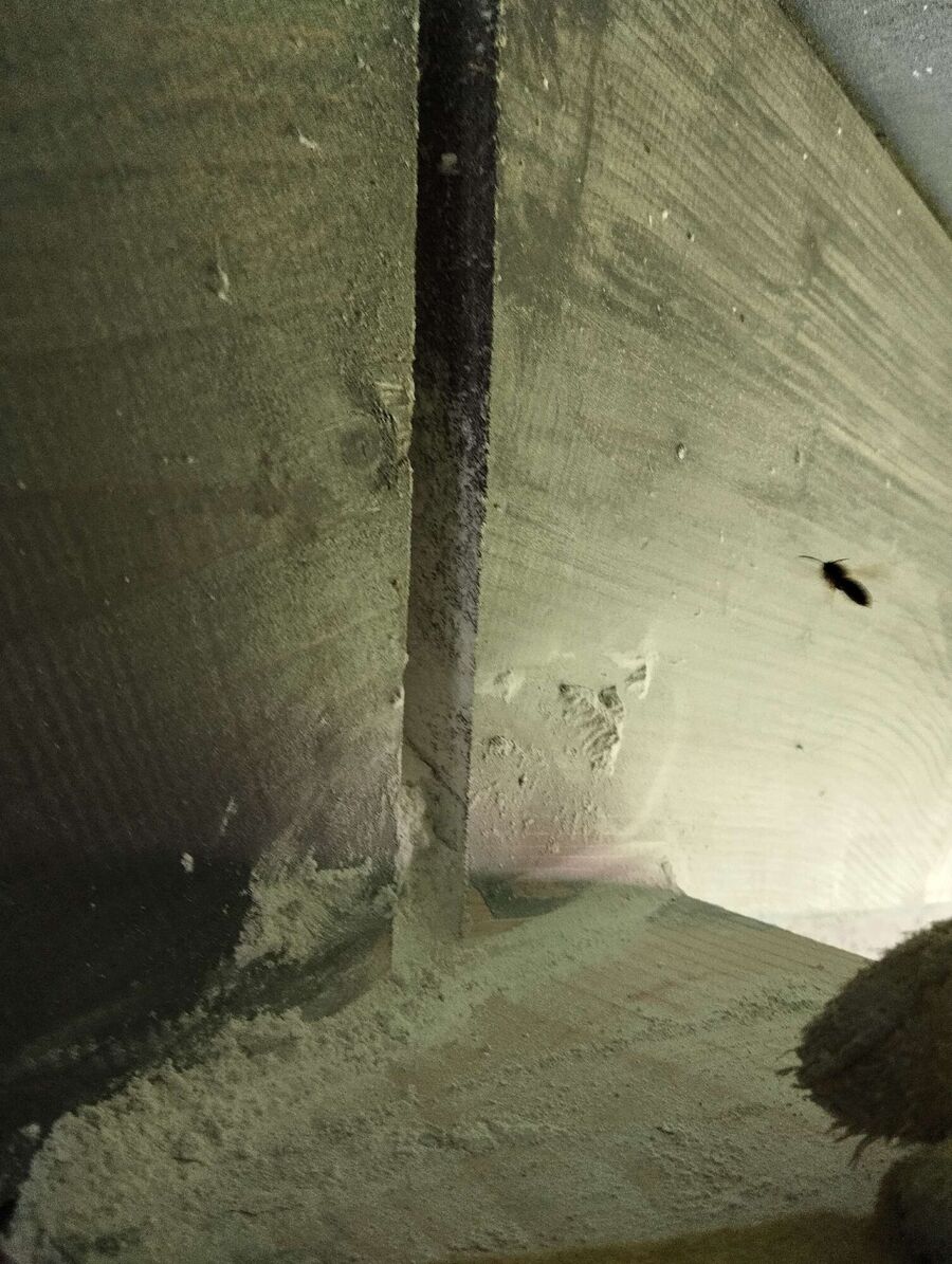 exterminateur d insectes a-Chavannes-sur-Moudon.jpg