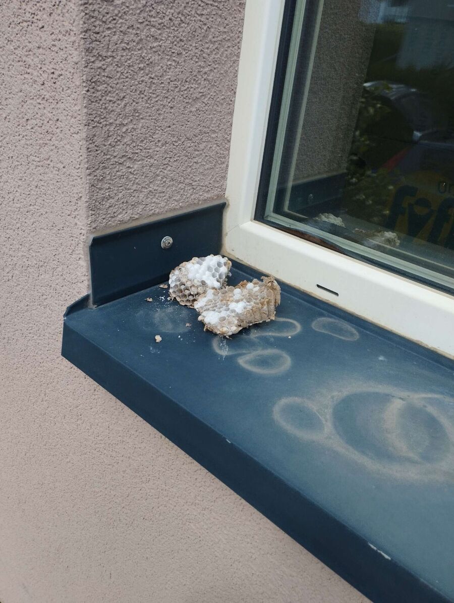 exterminateur d insectes a-Chéserex.jpg