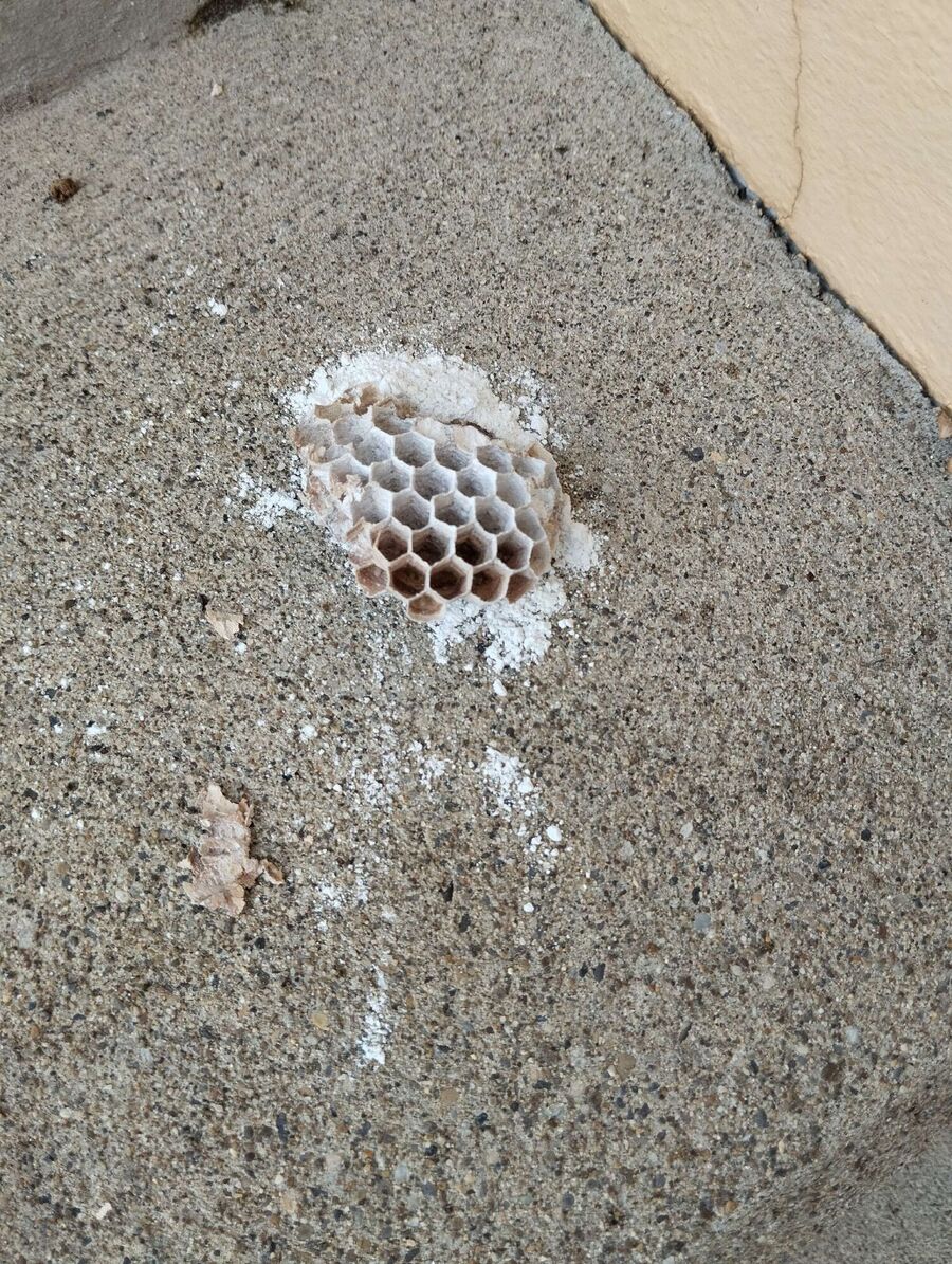 exterminateur d insectes a-Chessel.jpg