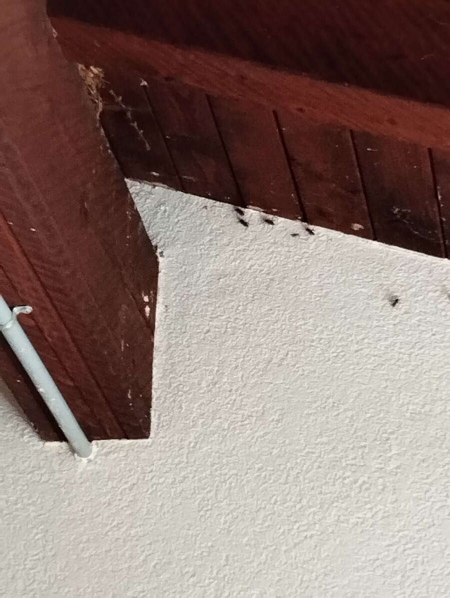 exterminateur d insectes a-Chevilly.jpg