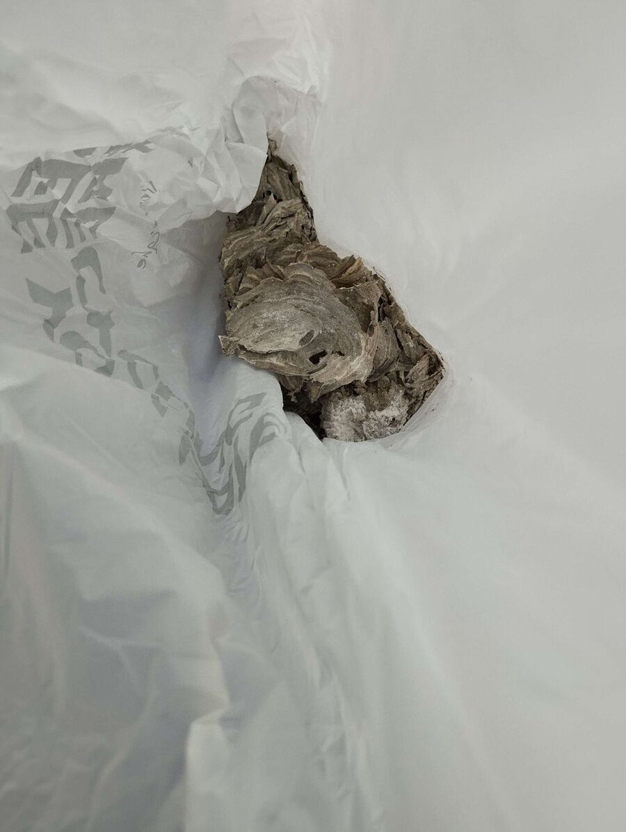 exterminateur d insectes a-Clarmont.jpg