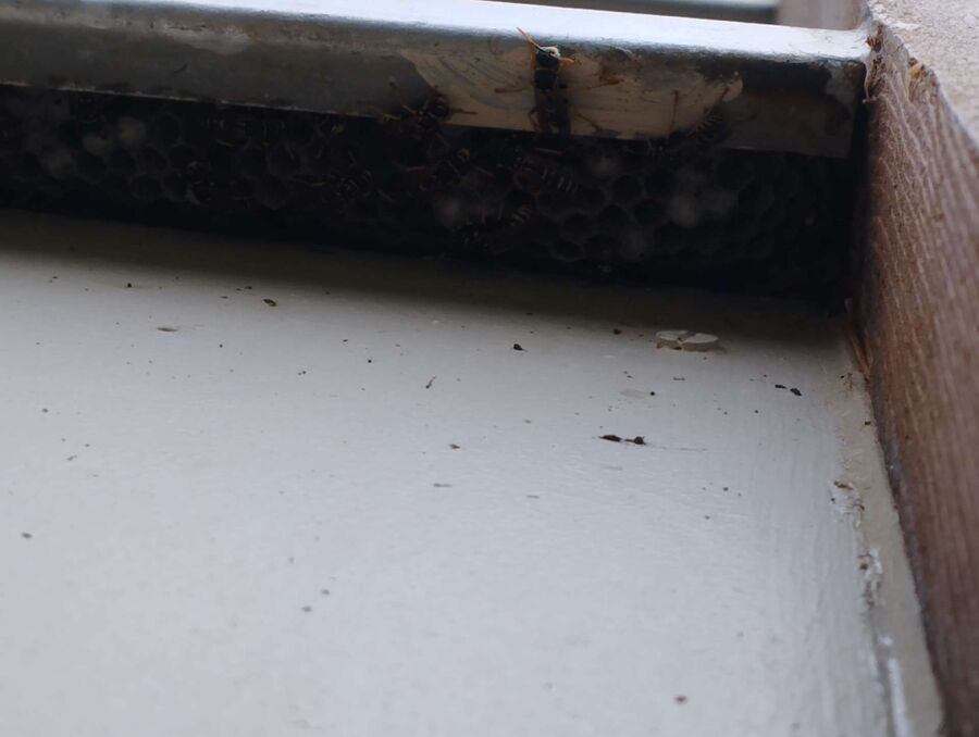 exterminateur d insectes a-Coinsins.jpg