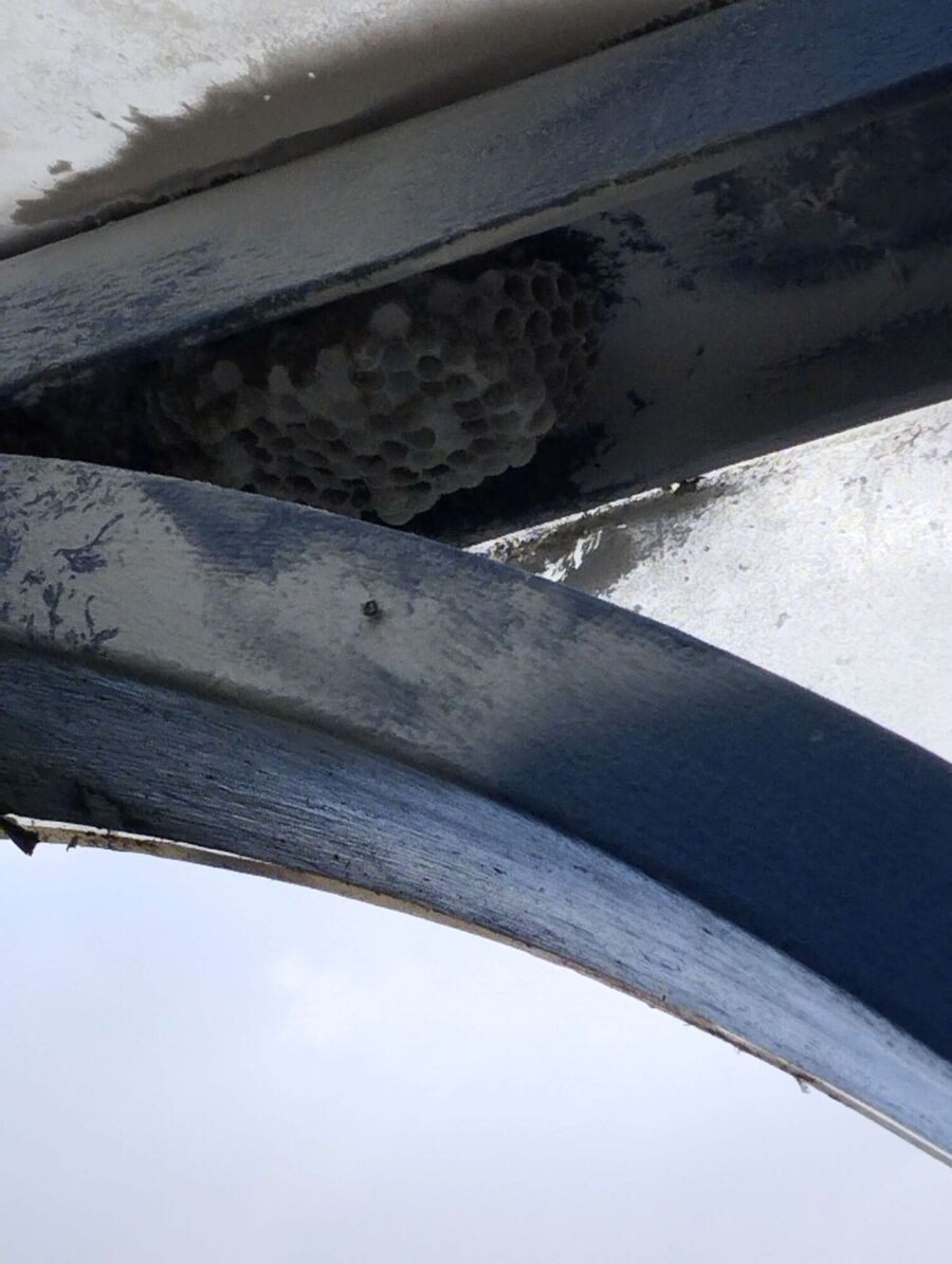 exterminateur d insectes a-Commugny.jpg