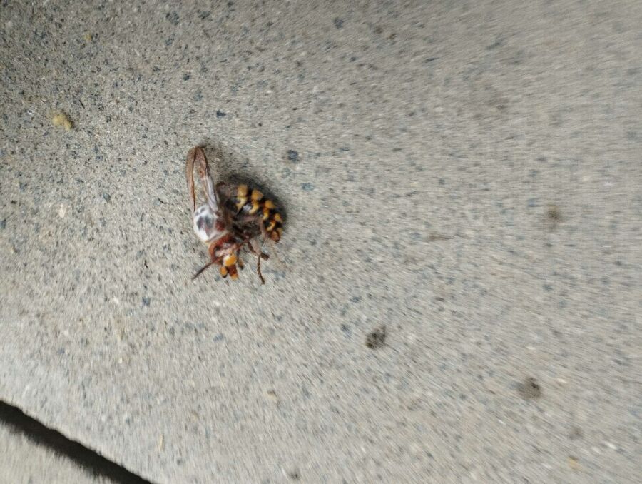 exterminateur d insectes a-Coppet.jpg