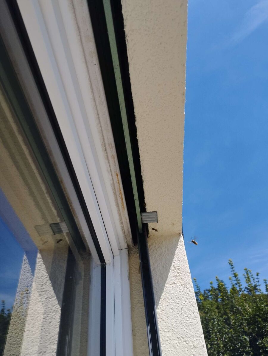 exterminateur d insectes a-Corbeyrier.jpg