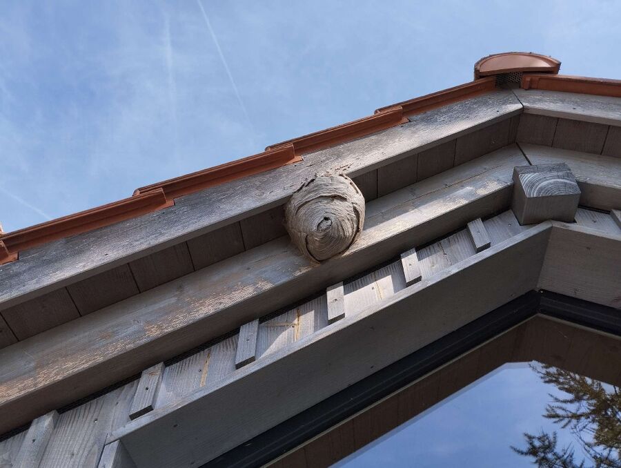 exterminateur d insectes a-Corcelles-près-Concise.jpg