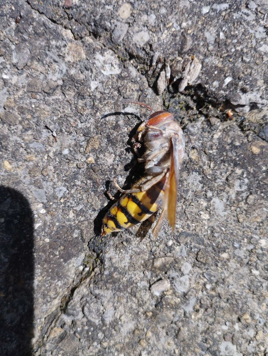 exterminateur d insectes a-Corcelles-près-Payerne.jpg