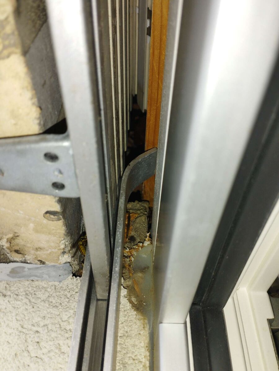 exterminateur d insectes a-Corsier-sur-Vevey.jpg