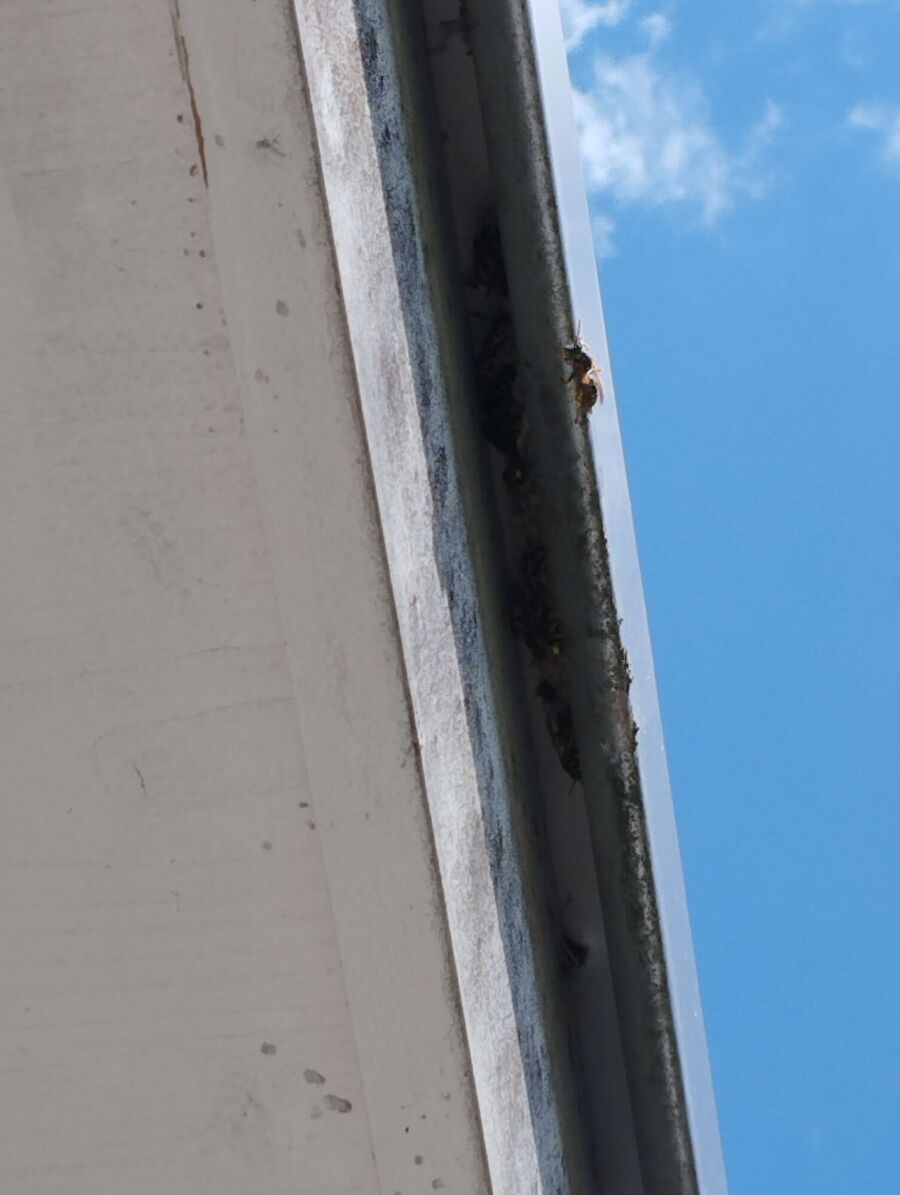 exterminateur d insectes a-Cossonay.jpg