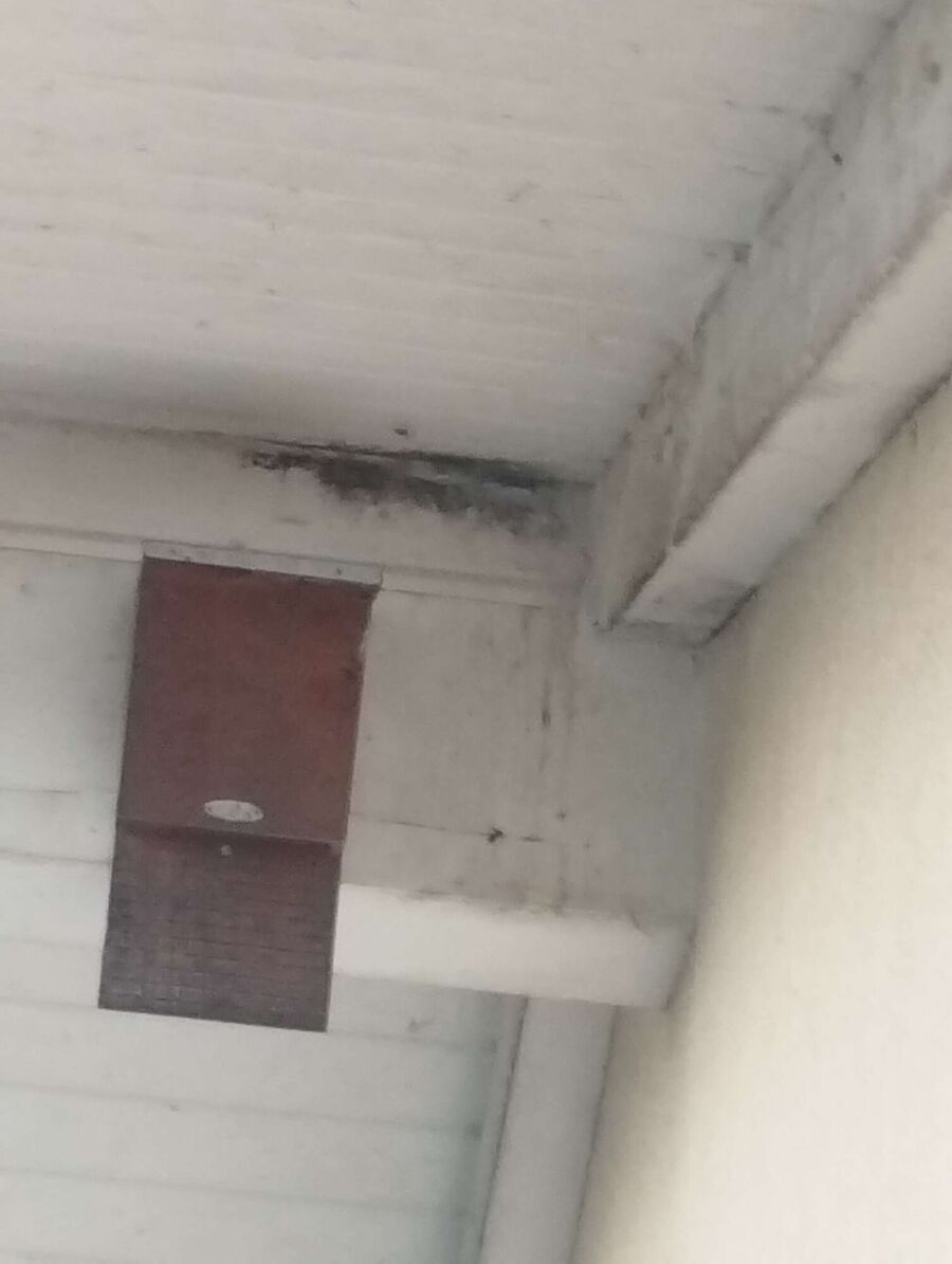 exterminateur d insectes a-Dardagny.jpg