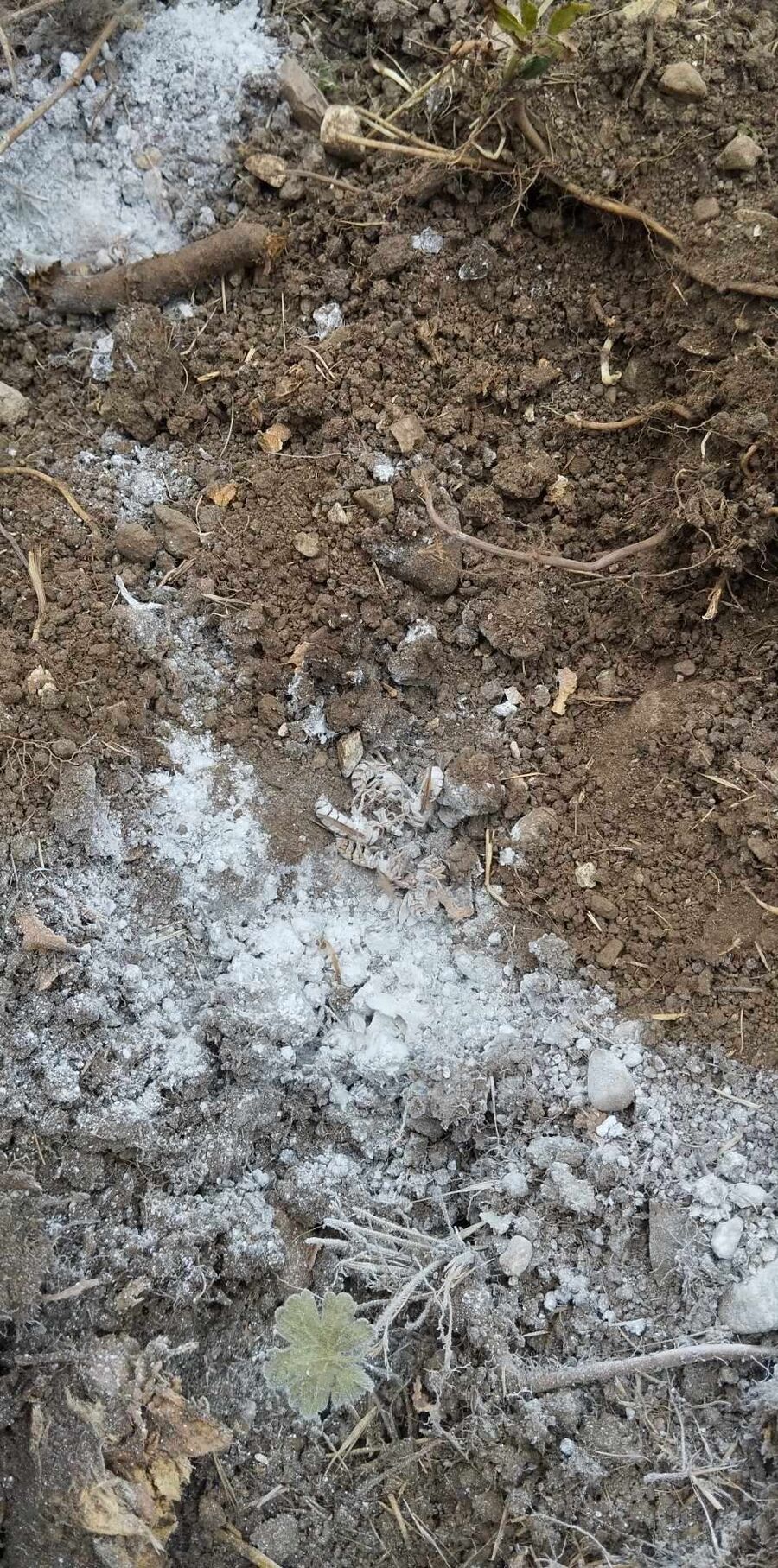 exterminateur d insectes a-Crassier.jpg