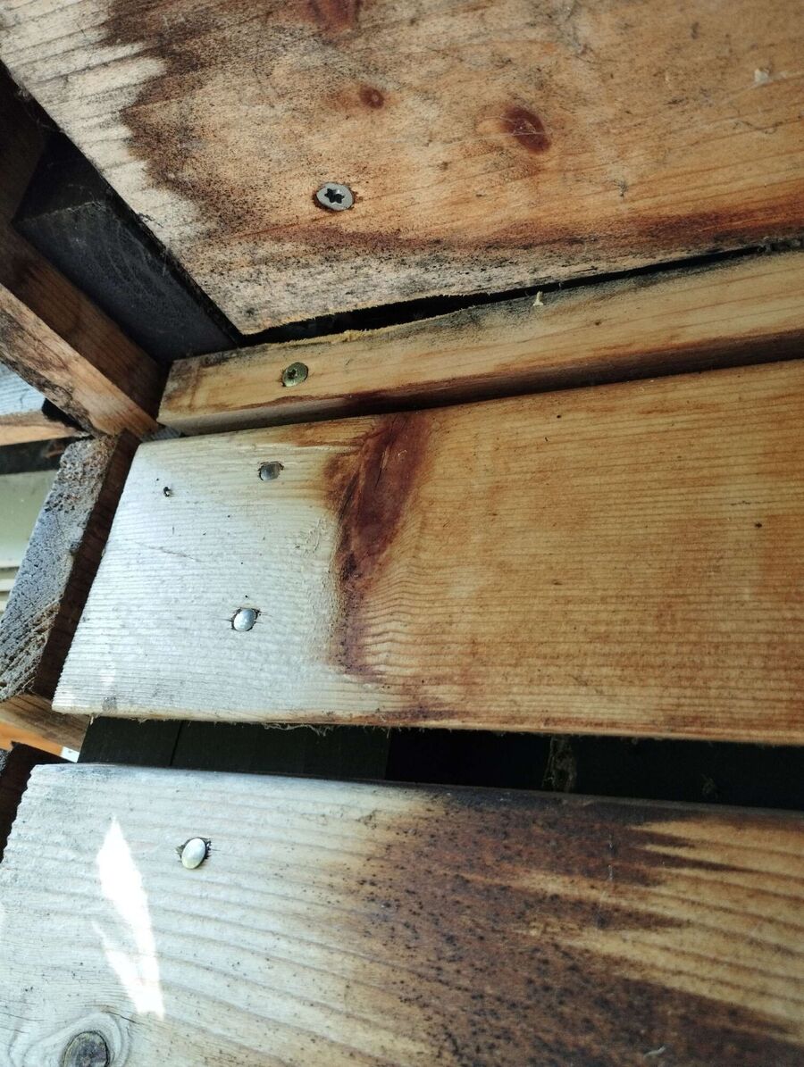 exterminateur d insectes a-Crissier.jpg