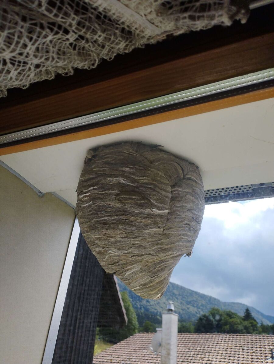 exterminateur d insectes a-Cugy (VD).jpg