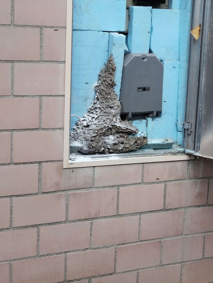 exterminateur d insectes a-Démoret.jpg