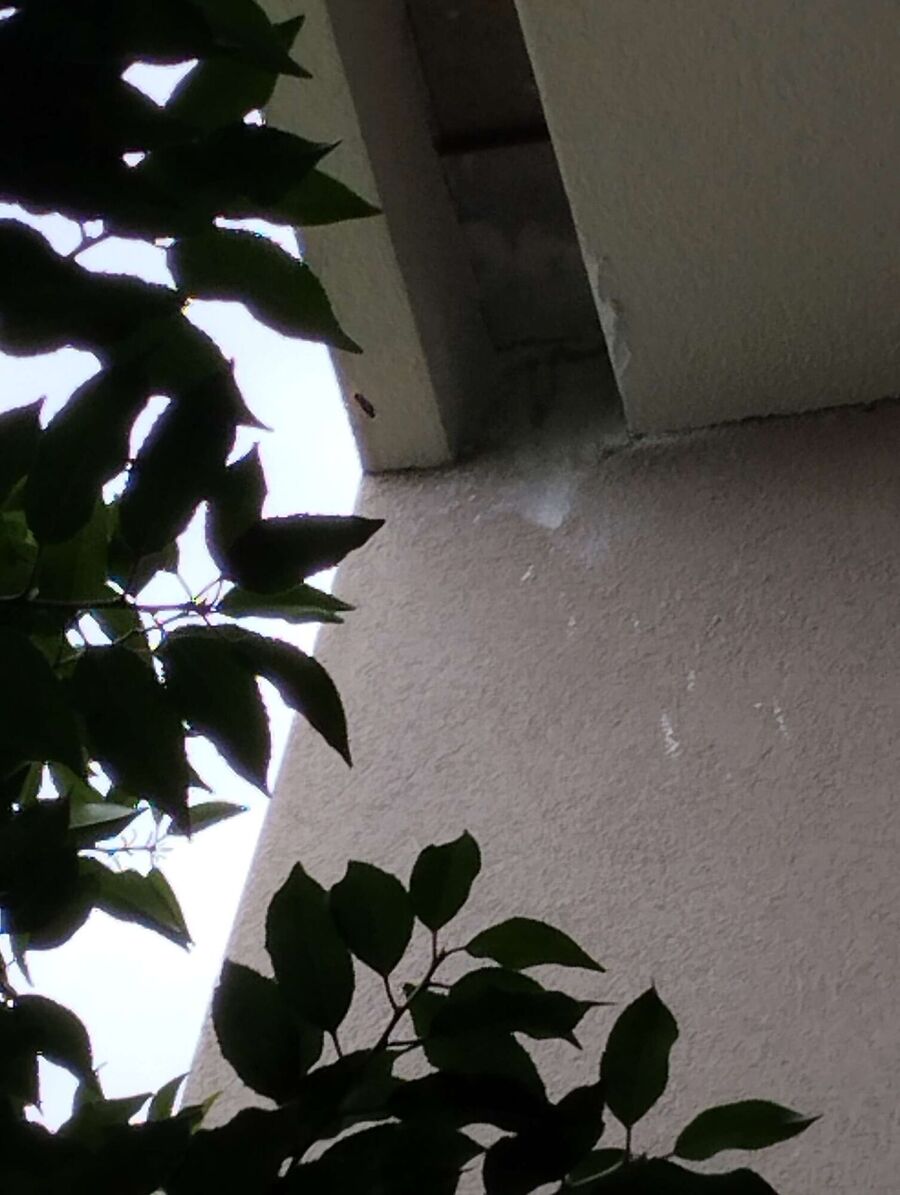 exterminateur d insectes a-Dompierre (VD).jpg