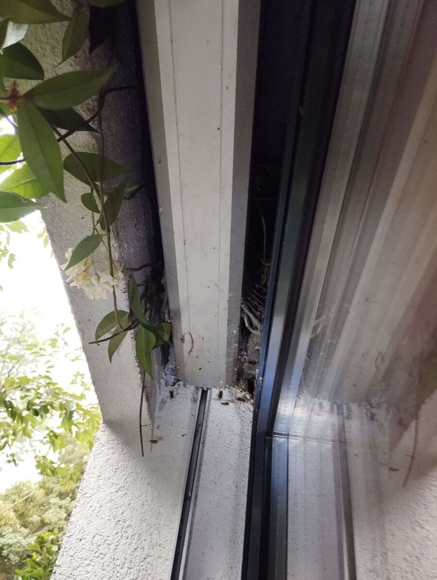 exterminateur d insectes a-Donneloye.jpg