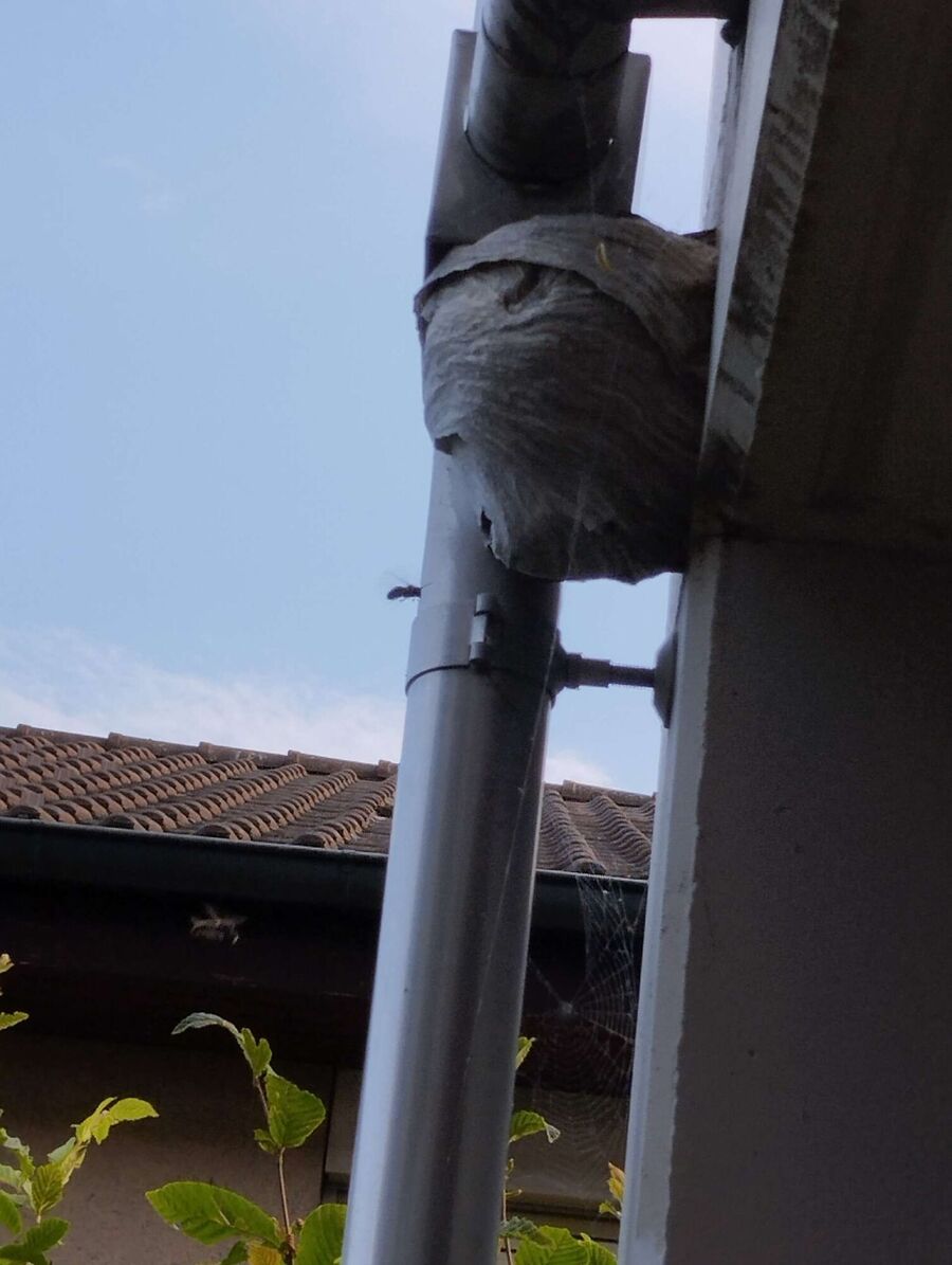 exterminateur d insectes a-Duillier.jpg