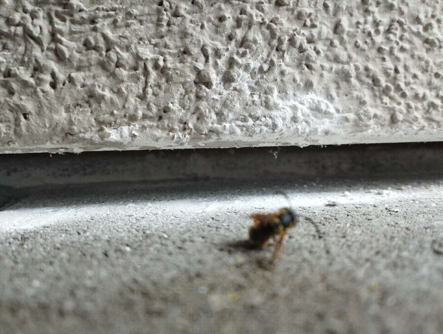 exterminateur d insectes a-Dully.jpg