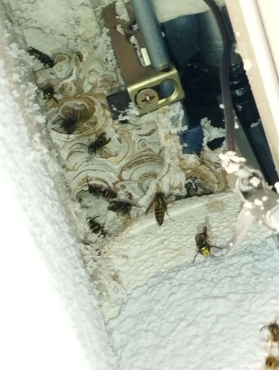 exterminateur d insectes a-Echallens.jpg