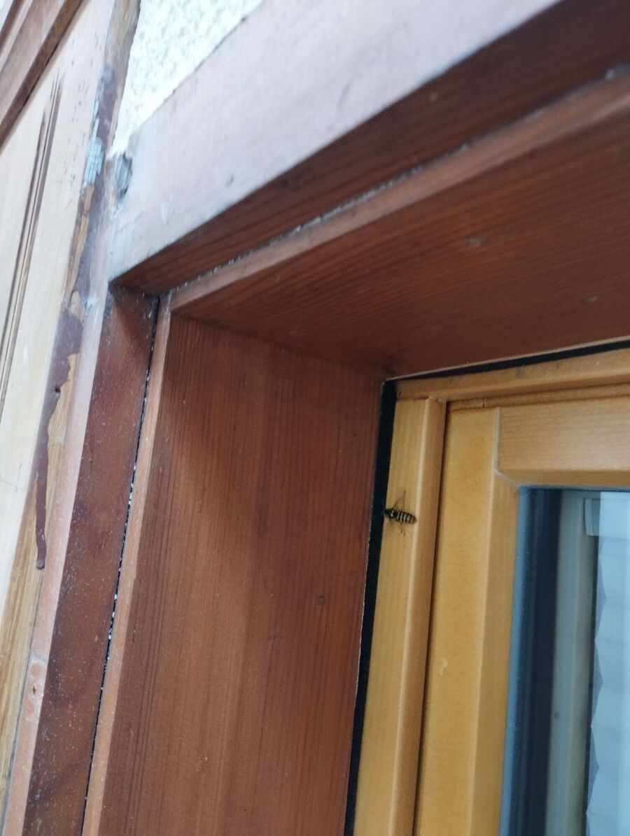 exterminateur d insectes a-Echandens.jpg