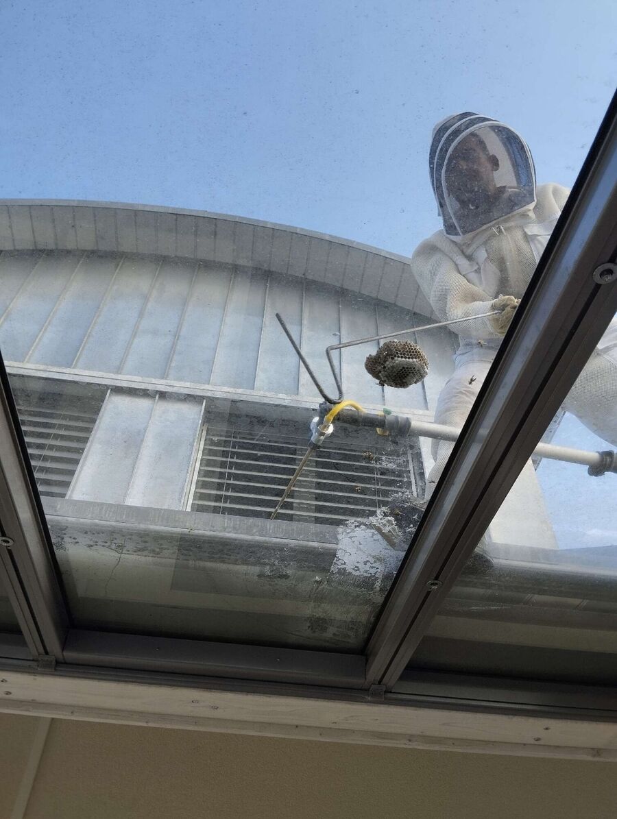 exterminateur d insectes a-Echichens.jpg