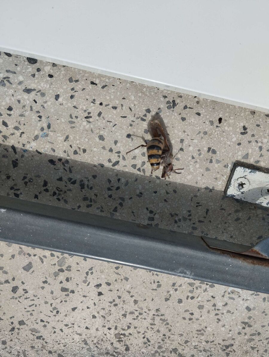 exterminateur d insectes a-Eclépens.jpg