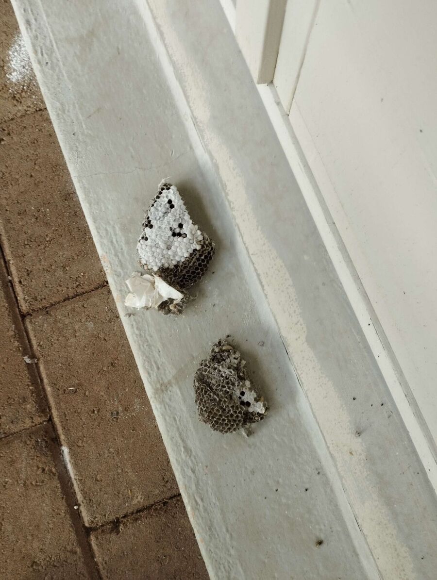 exterminateur d insectes a-Ecublens (VD).jpg