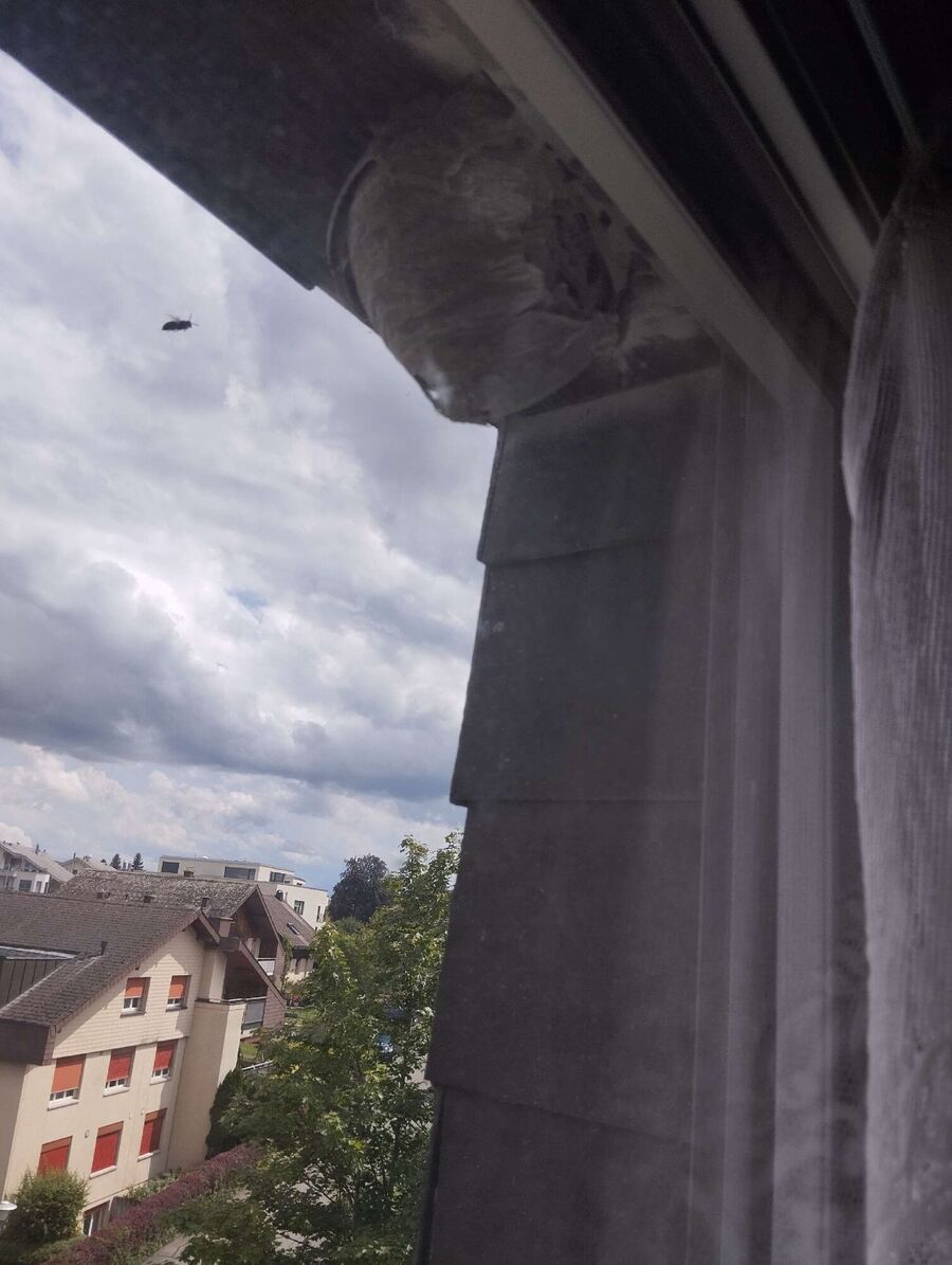 exterminateur d insectes a-Epalinges.jpg