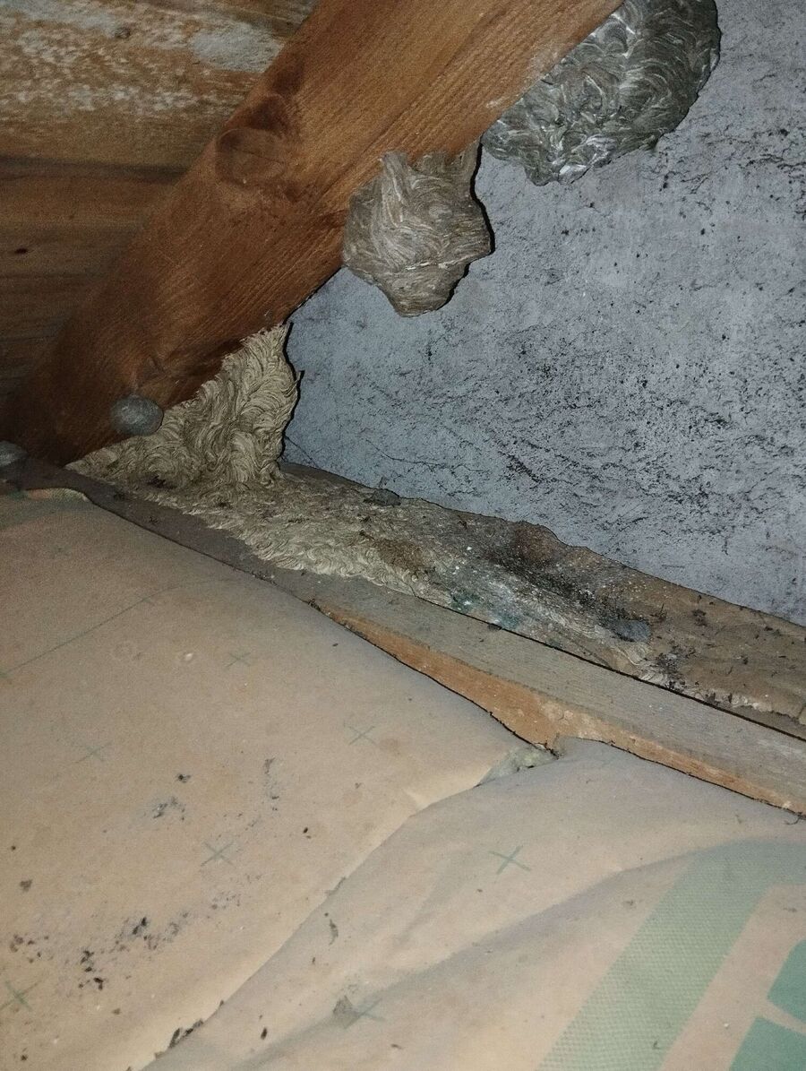 exterminateur d insectes a-Etagnières.jpg