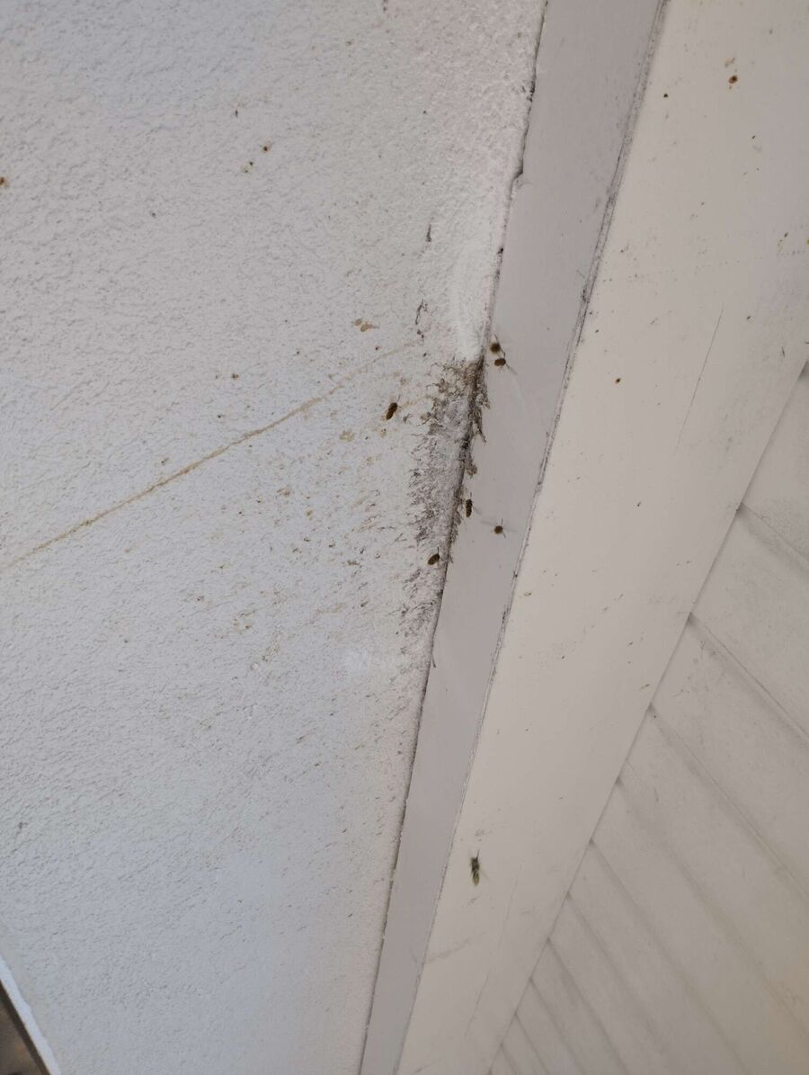 exterminateur d insectes a-Gy.jpg