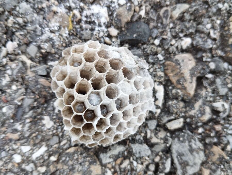 exterminateur d insectes a-Faoug.jpg