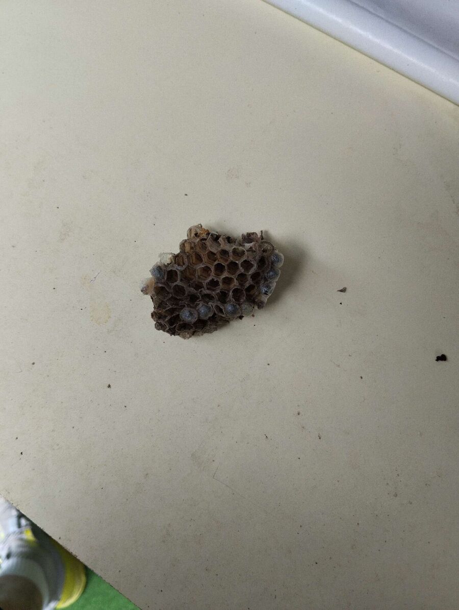 exterminateur d insectes a-Féchy.jpg