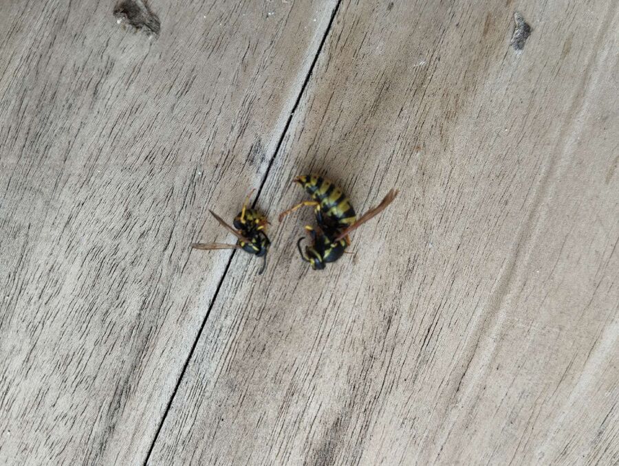 exterminateur d insectes a-Ferreyres.jpg